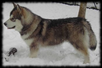 Alaskan Malamute