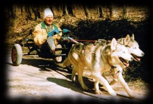 Dog Cart