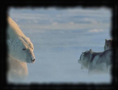 Hunting the Icebear