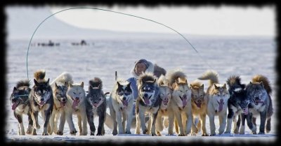 Sleddogs