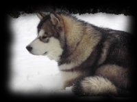 Alaskan Malamute