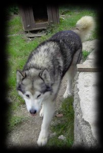 Alaskan Malamute