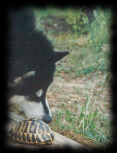 Schildkröte