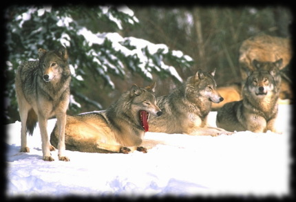 Wolfpack