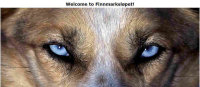 Schlittenhunderennen - Finnmarksløped